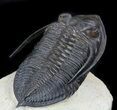 Detailed Zlichovaspis Trilobite - Atchana, Morocco #56806-3